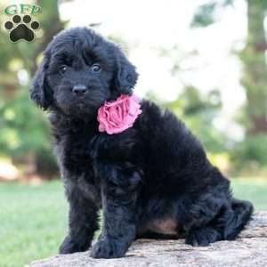 Beauty, Mini Goldendoodle Puppy